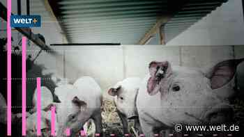 Abschied vom Schwein – Landwirte verlieren das Vertrauen in die Politik