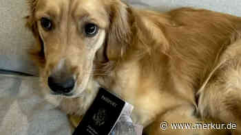 Hund sorgt für Chaos – Italien-Traumhochzeit droht Absage