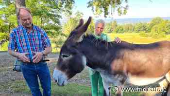 „Wider den Paragrafen-Dschungel“ - Esel-Liebhaberin nach Streit mit Behörden für bundesweiten Preis nominiert