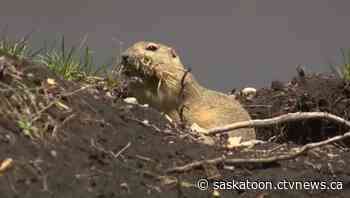 Sask. toxicologist says increasingly popular gopher poison poses risks to pets, livestock