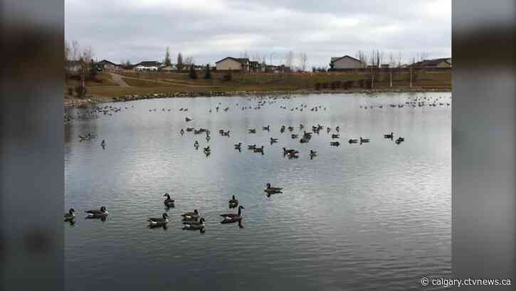 City of Lethbridge lowers lake to prepare for goldfish mitigation