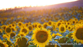 „Behalten Sie Ihre Klamotten an!“ – Landwirt richtet ungewöhnliche Bitte an Urlauber