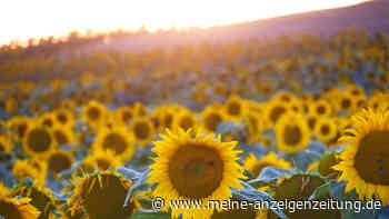 „Behalten Sie Ihre Klamotten an!“ – Landwirt richtet ungewöhnliche Bitte an Urlauber