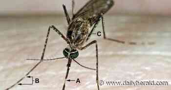 Suburban Cook County resident is state's first West Nile death this year