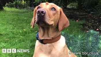 Trowbridge drone pilot helps in search for missing dog