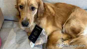 WATCH:  Dog eats groom’s passport before destination wedding