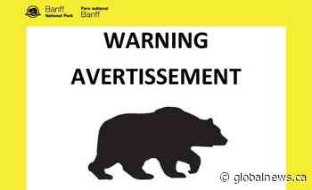 Black bear dining on human food prompts Lake Minnewanka Loop warning