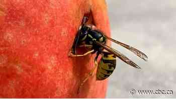 Winnipeg abuzz with wasps thanks to hot, dry weather this year, bug experts say