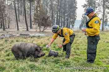 Helicopter airdrop of granola bars for Poomba the pig, after surviving B.C. wildfire