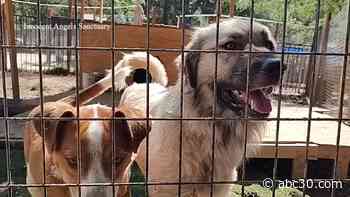 Coarsegold Animal Shelter seeking donations & adopters