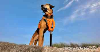 In Apple’s Uplifting Ad, Dogs Get to Play Again After Receiving Prosthetics