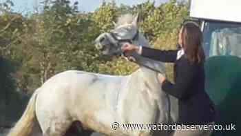 Ex-teacher seen hitting pony by Herts group denies charges