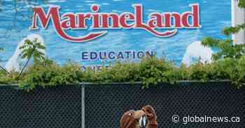 14 whales, 1 dolphin have died at Marineland since 2019: docs