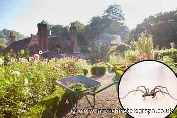 Why spiders are good for the garden and how to attract them
