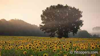 Should You Be Chasing Photo Trends?