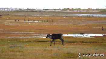Caribou butts and wolf cameos: How motion-activated cameras may reveal the secrets of a healthy Manitoba herd
