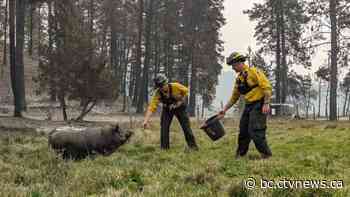 'Just a miracle': Unclear how Poomba the pig survived wildfire in West Kelowna, B.C.