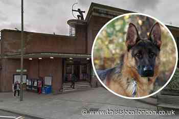 Severe delays on Northern line due to dog on track