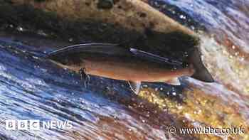 New project could see salmon return to Wigan town centre