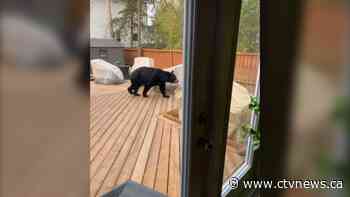 More bears entering Yellowknife following wildfires, evacuation