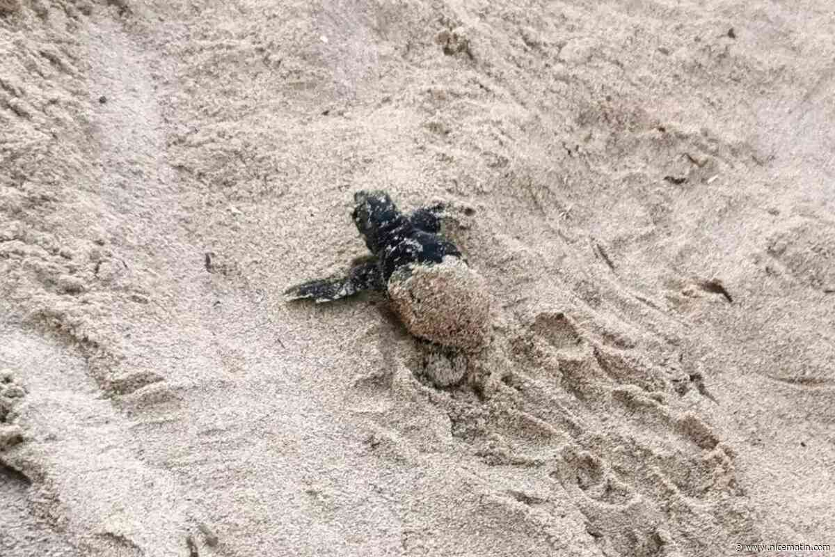 Plusieurs bébés tortues sont nés à Hyères: retour sur les heureux évènements de l'été sur nos plages
