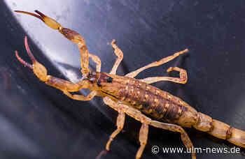 Skorpion sticht Mann