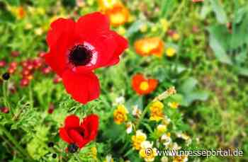 "WissenHoch2" über die Evolution der Blütenwelt, Artenvielfalt und Bio-Resilienz in 3sat