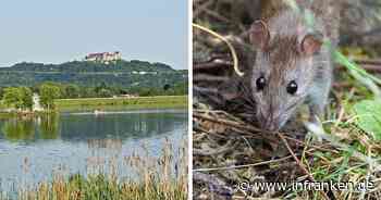 Coburg: Rattenproblem am Goldbergsee? Stadt und Betreiber äußern sich zu Ekel-Sichtung von Gästen