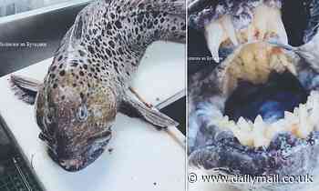 Smile for the camera! Bizarre fish with a mouth full of human-like TEETH is caught off the coast of Russia