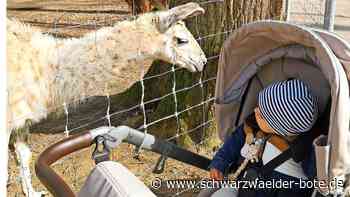 Einjähriger aus Bad Liebenzell: Der kleine Diogo braucht eine Stammzellenspende