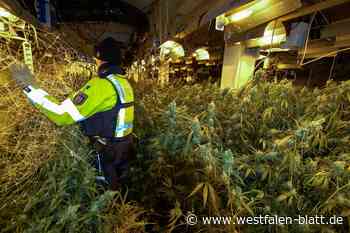 Polizei entdeckt Cannabis-Plantage in Werther