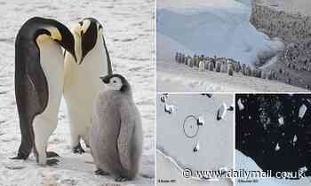 Scientists warn 90% of the world's Emperor penguins could die out in just 80 years if the Antarctic keeps melting at its current rate