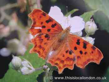 Nature Notes: Winter homes for butterflies