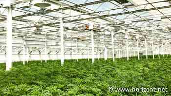 "Legal, aber …": Warum es nach der Cannabis-Legalisierung zu keiner Goldgräberstimmung kommen darf