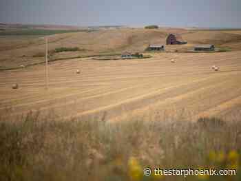 Harvest progressing throughout Saskatchewan: Crop report