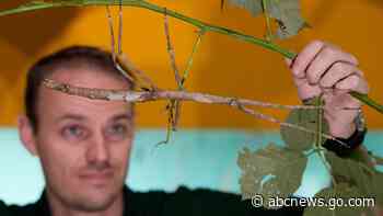 From tarantulas to tigers, animals at London Zoo get their annual weigh-in