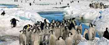 Loss of Antarctic ice hurting survival of emperor penguin chicks, study says