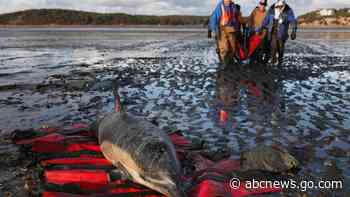Cape Cod strands more dolphins than anywhere else. Now they're getting their own hospital