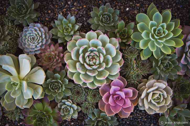 See this Cactus and Succulent Show at the ABQ BioPark
