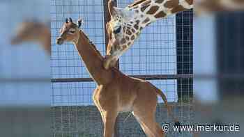 Süßes Giraffen-Baby ohne Flecken geboren – seltene Schönheit wird zum Liebling