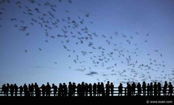 Bat Fest returns to Austin for 17th annual event