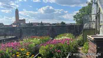 „Jeder Tag war ein Geschenk“: Bamberger Traditionsgärtnerei schließt – Betrieb verkauft Inventar und Pflanzen