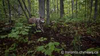 'Terrorized to death': Animal advocates call for ban on dog hunting enclosures in Ontario