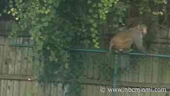 Monkey business: Multiple wild monkey sightings in central Florida prompt police warning