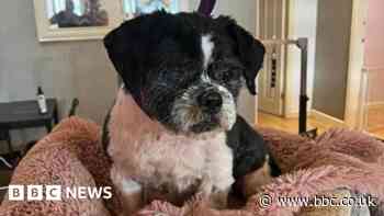 Darlington dog dumped in crate 200 miles away in Dudley