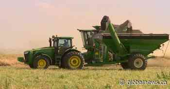 Sask. Crop Report: Producers making good progress on harvest