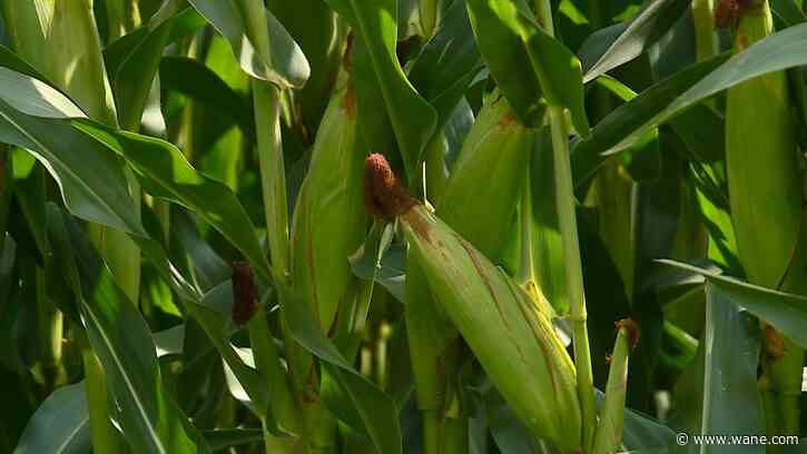 BEATING THE HEAT: Farmers and crops