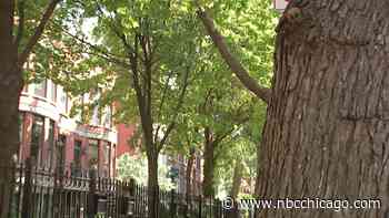 Importance of tree canopy cover highlighted during extreme heat