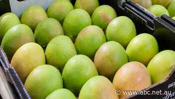 First mangoes of the season hit markets, fetching up to $90 per tray