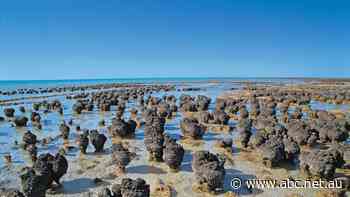 Fears tourists are trampling world's oldest 'living fossils' at heritage-listed reserve